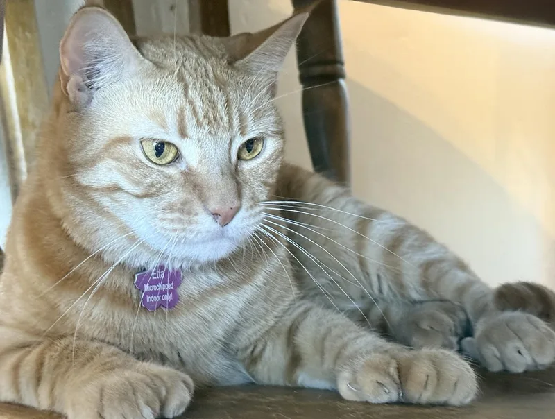 An adult medium-sized female Orange / Red Tabby cat named Etta for adoption in Sedona, AZ