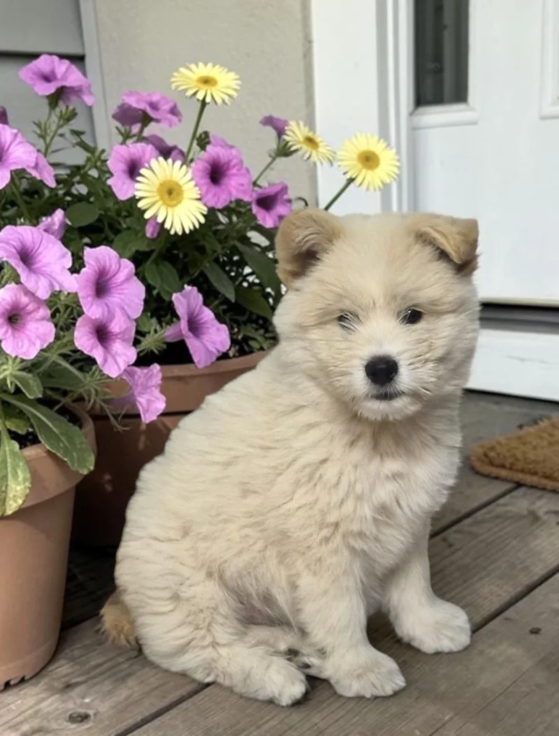 A baby medium-sized male Yellow / Tan / Blond / Fawn Sheepadoodle dog named Angus for adoption in Los Angeles, CA