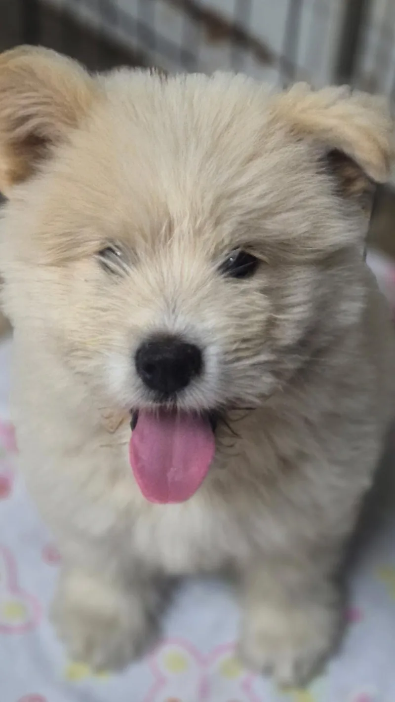 Angus thumbnail 3