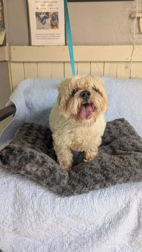 A senior small-sized male Shih Tzu dog named Gordo for adoption in Fort Worth, TX