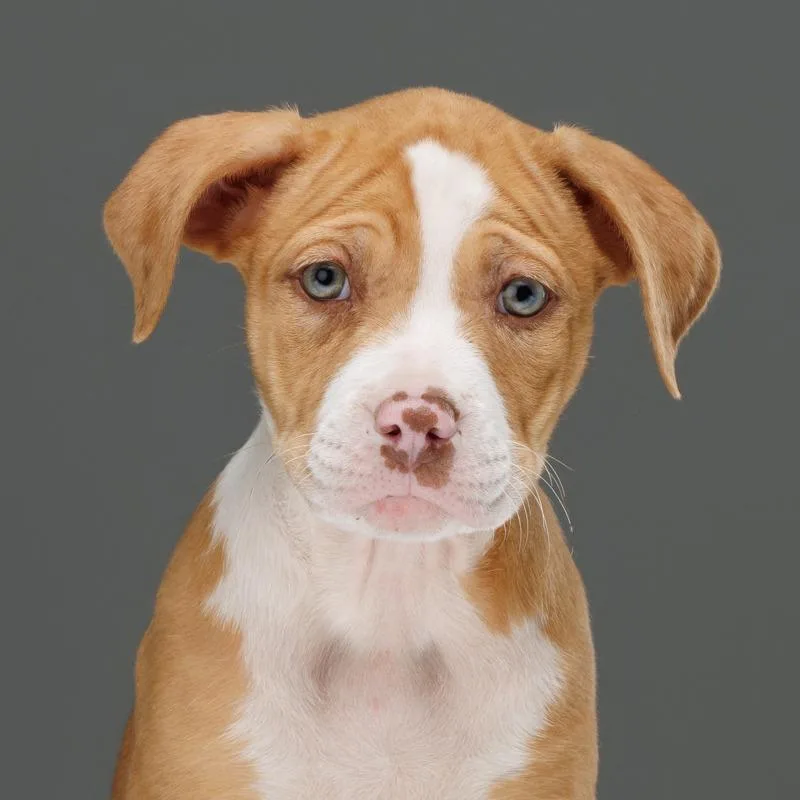 A baby medium-sized female Apricot / Beige Mixed Breed dog named Pound Cake for adoption in Hinsdale, IL