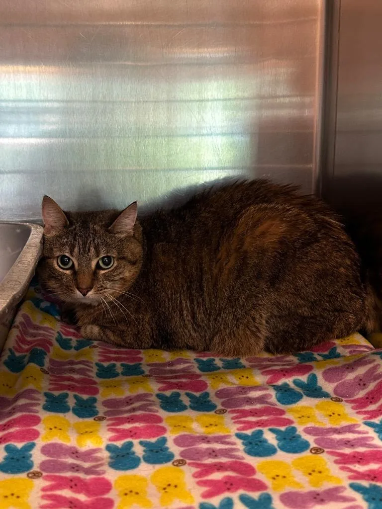 An adult large-sized female American Bobtail cat named Eevee for adoption in Peru, NY