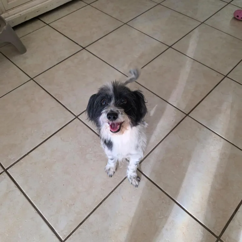 An adult small-sized female Maltipoo dog named Nala for adoption in Albion, NY