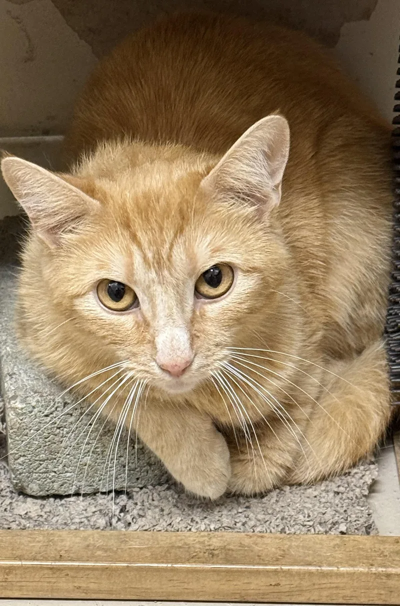An adult medium-sized female Tabby (Orange / Red) Domestic Short Hair cat named Cayenne for adoption in Logan, OH