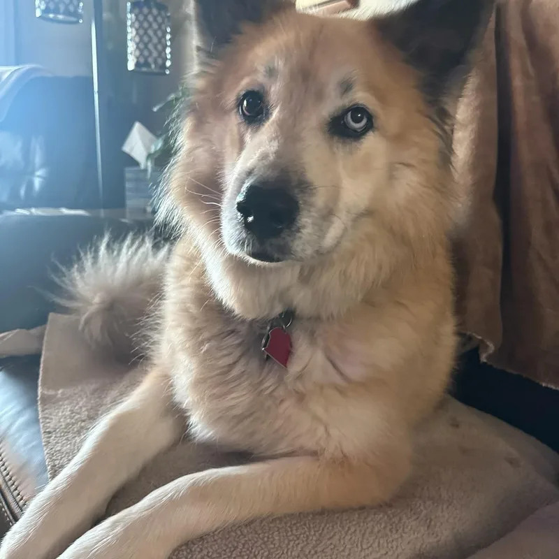 An adult large-sized female White / Cream Shiba Inu dog named Gigi for adoption in Florala, AL