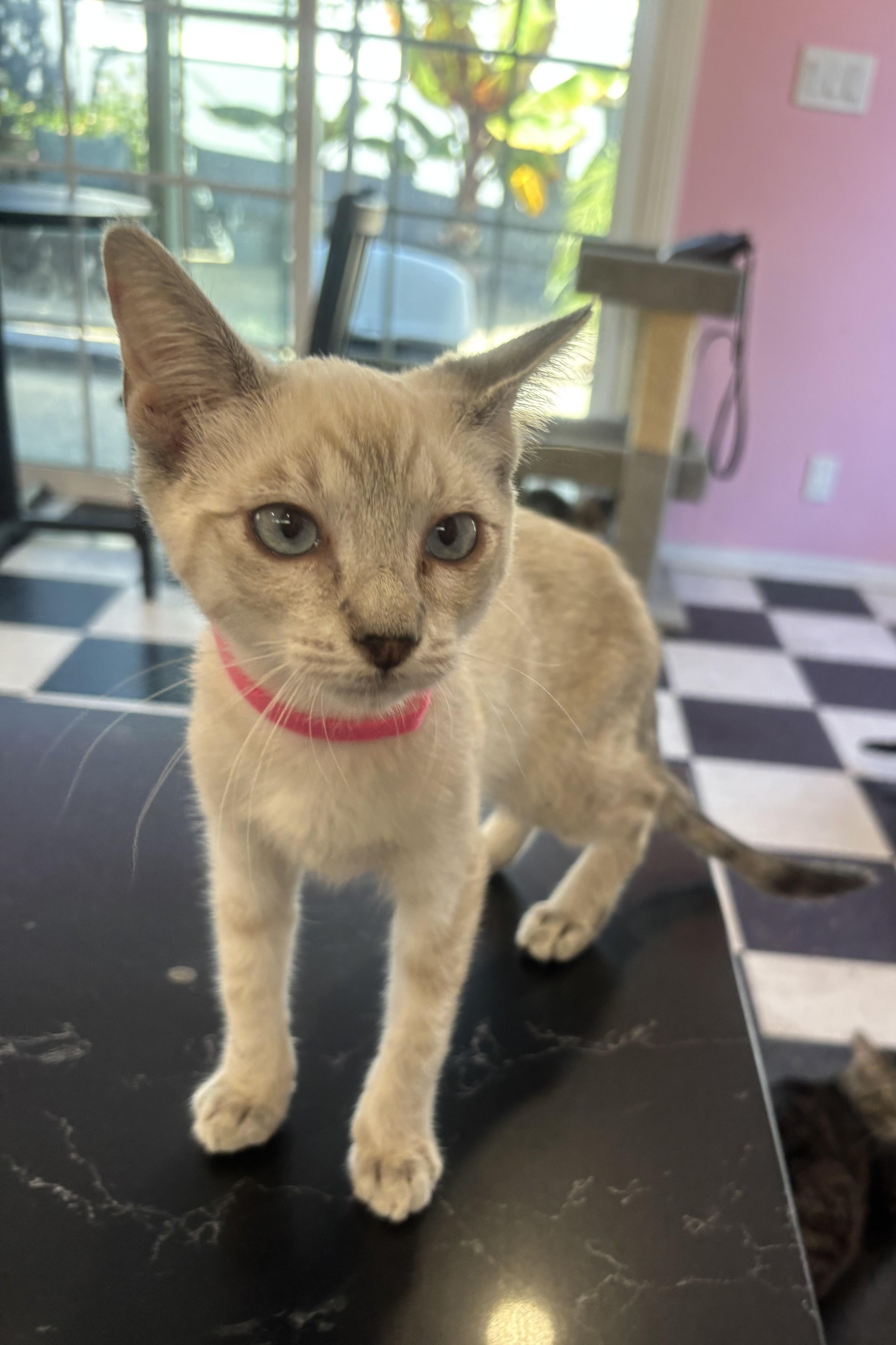 A young small-sized female Buff / Tan / Fawn Siamese cat named London for adoption in Whittier, CA