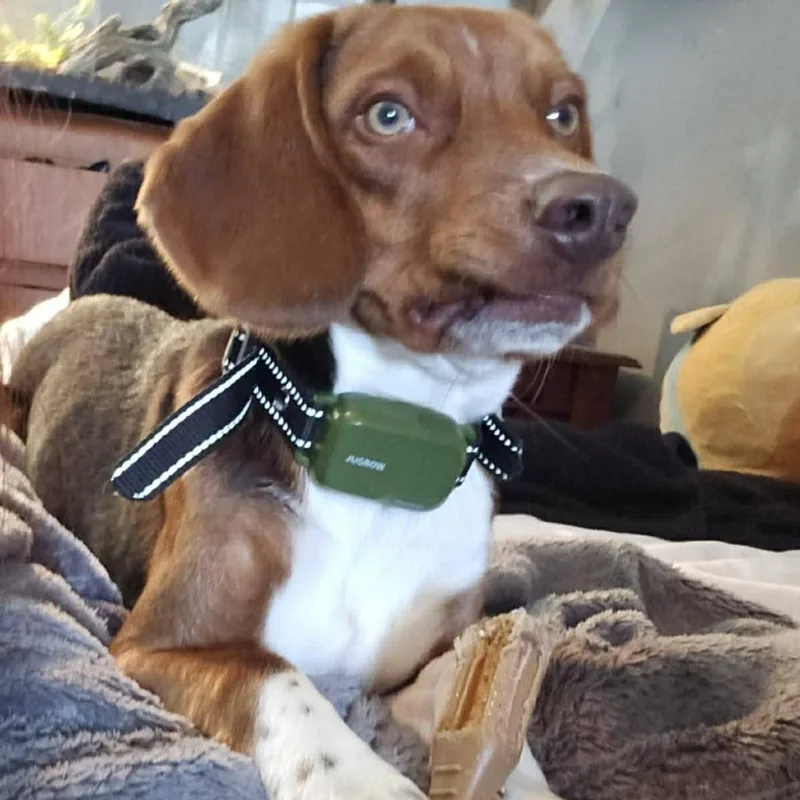A young medium-sized male Brown / Chocolate Beagle dog named Jax for adoption in Fairfax Station, VA