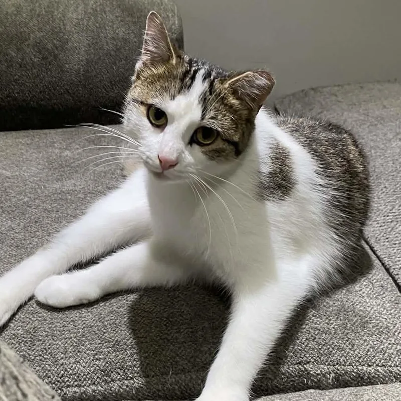 A young small-sized male Gray / Blue / Silver Domestic Short Hair cat named Ernest for adoption in Chillicothe, IL