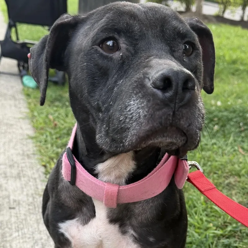 Bella