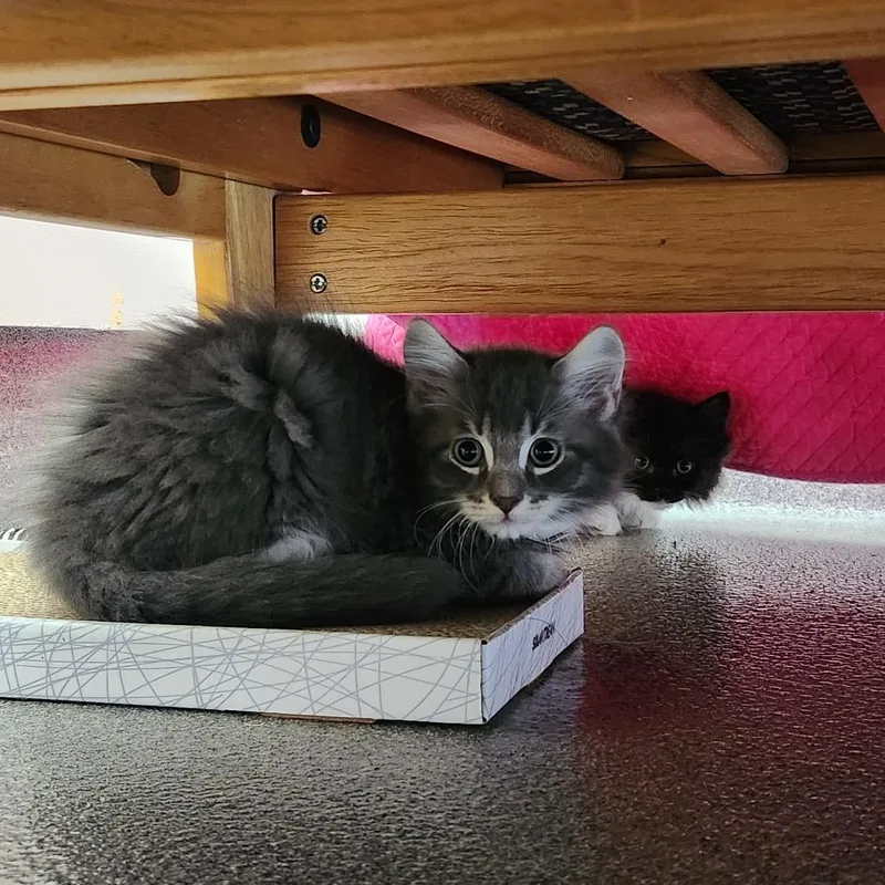 A baby small-sized male Gray / Blue / Silver Domestic Long Hair cat named Murray for adoption in Brockton, MA