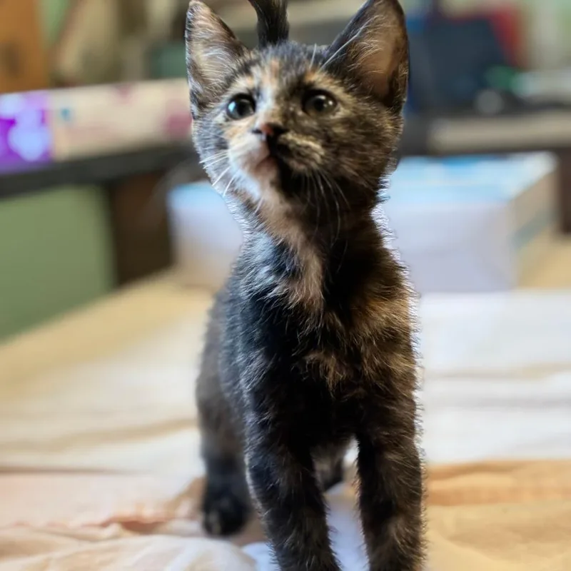 A baby small-sized female Black Domestic Short Hair cat named Andromeda for adoption in South Elgin, IL