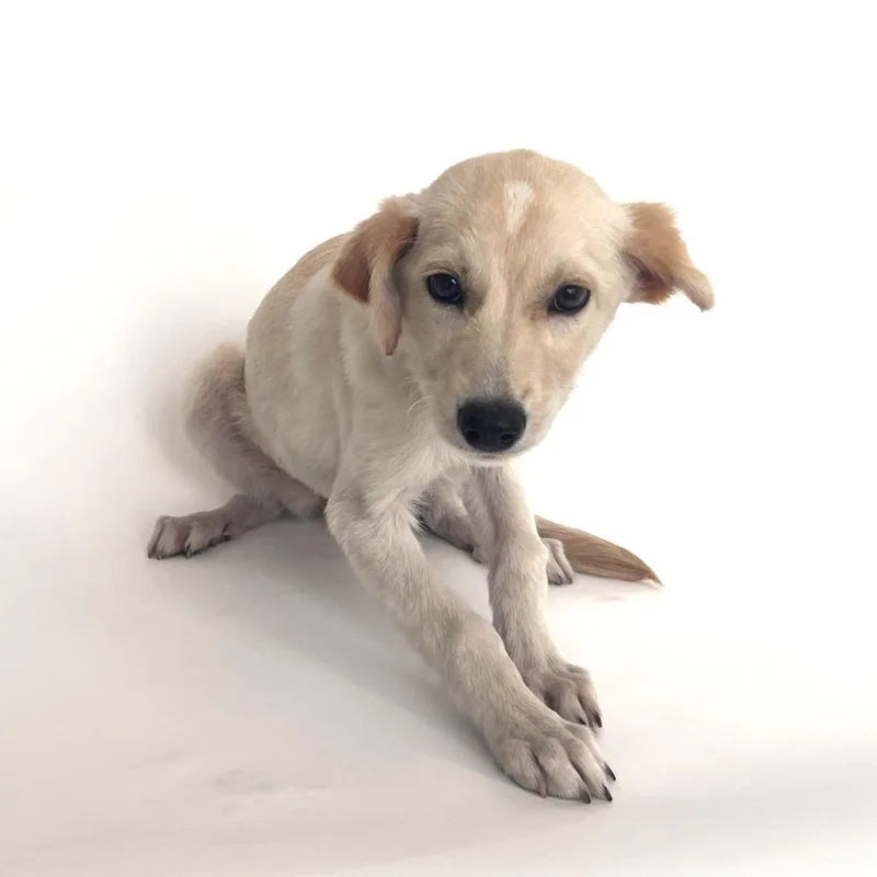 A baby small-sized female White / Cream Mixed Breed dog named Coral for adoption in Saint Louis, MO