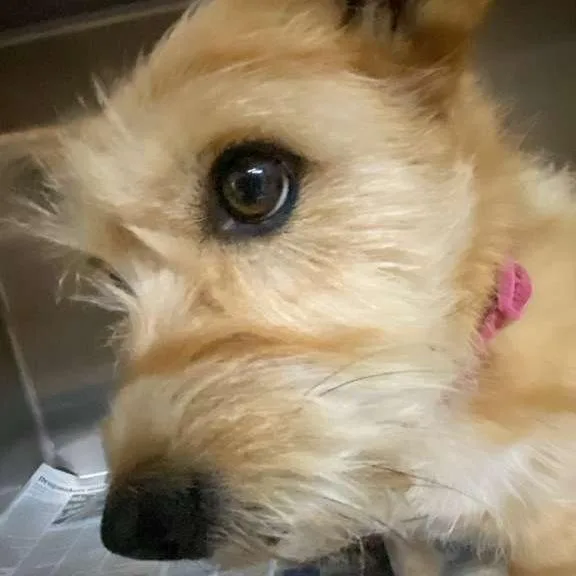 An adult medium-sized female Yellow / Tan / Blond / Fawn Wirehaired Terrier dog named Toto for adoption in Gadsden, AL