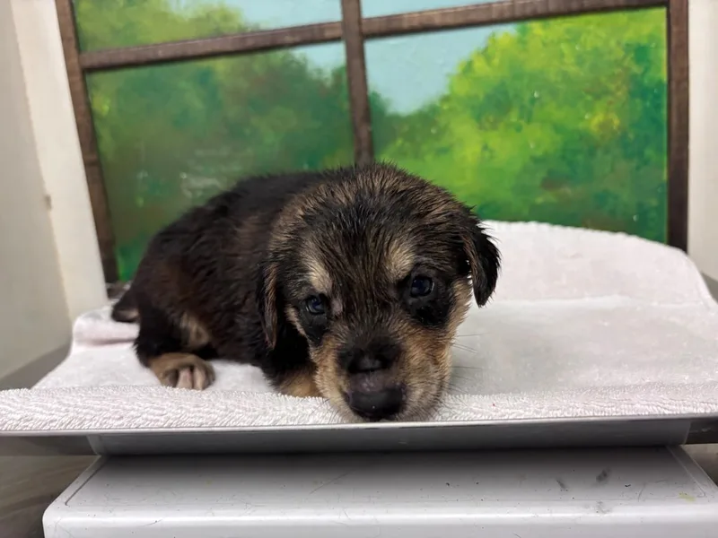 A baby small-sized female German Shepherd Dog dog named Destiny for adoption in Houston, TX