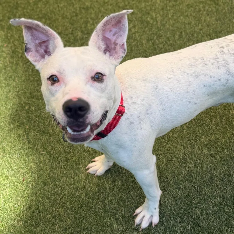 A young medium-sized male White / Cream Mixed Breed dog named Oreo for adoption in Asheville, NC