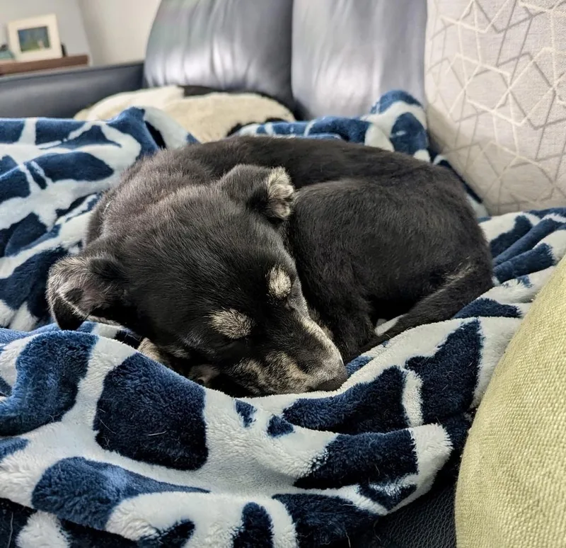 A baby medium-sized female Merle (Blue) Hound dog named Violet for adoption in Greenlawn, NY