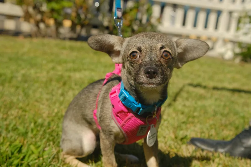 A baby small-sized female Chihuahua dog named Sable for adoption in San Jose, CA