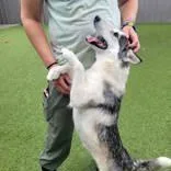 An adult medium-sized female White / Cream Siberian Husky dog named Callie for adoption in Commerce, TX