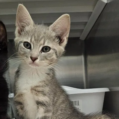 A baby small-sized female Gray / Blue / Silver Domestic Short Hair cat named Shine for adoption in Knoxville, TN