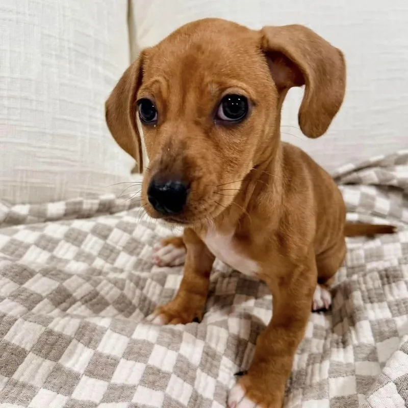 A baby medium-sized female Mixed Breed dog named Salem for adoption in Long Island City, NY