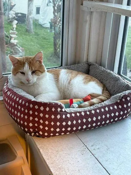 An adult medium-sized male Domestic Short Hair cat named Winston for adoption in Berwick, PA