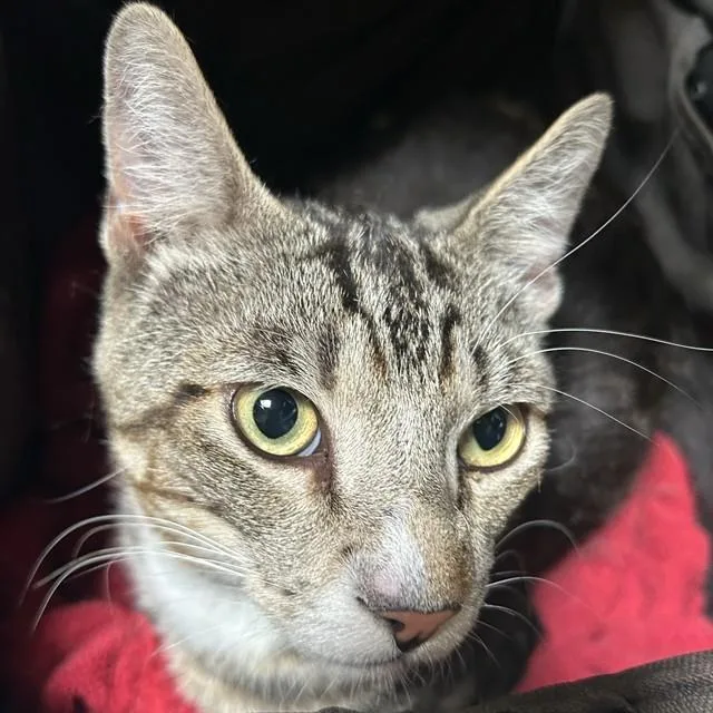 A young large-sized male Domestic Short Hair cat named A for adoption in Alameda, CA
