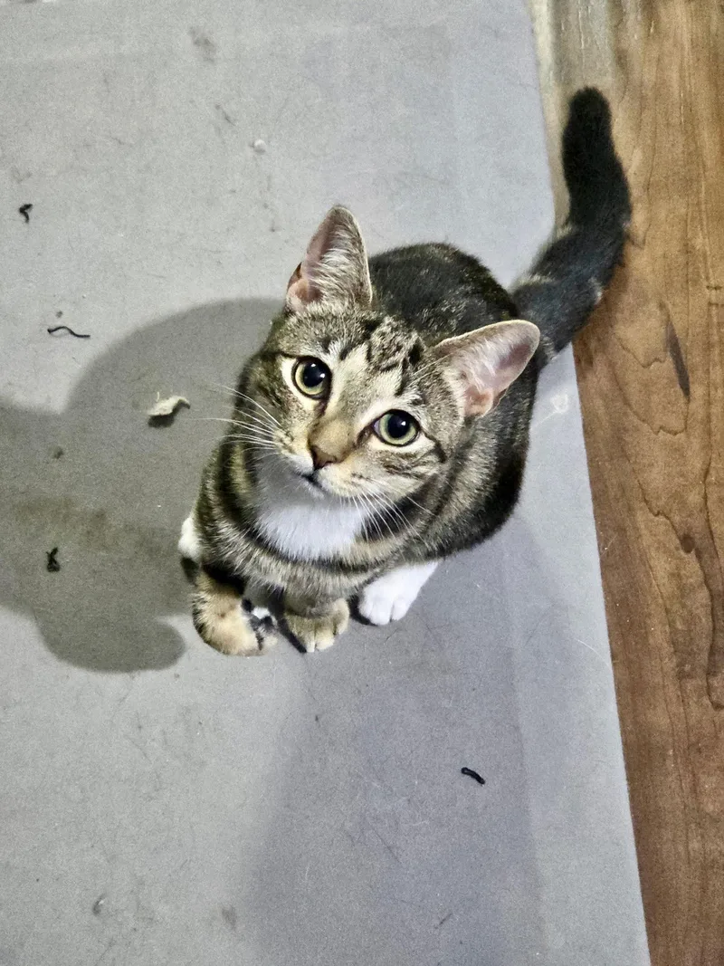 Tuck N Roll thumbnail 2