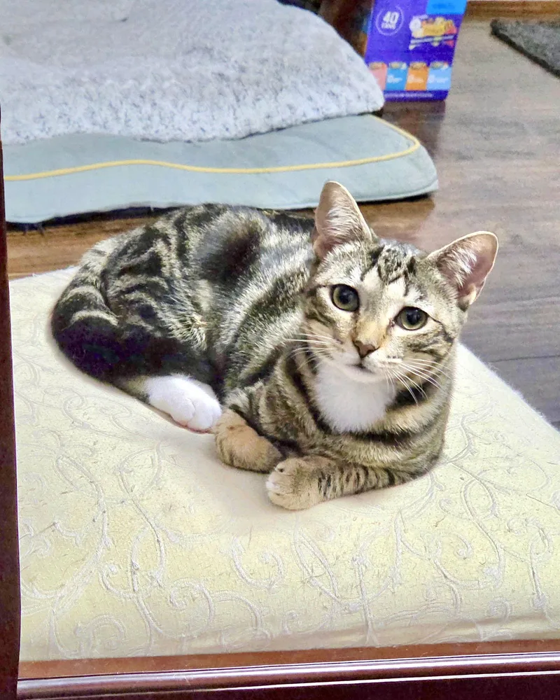 Tuck N Roll thumbnail 3