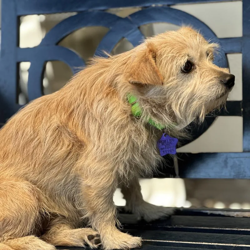 A senior small-sized female Yellow / Tan / Blond / Fawn Terrier dog named Sister for adoption in San Francisco, CA