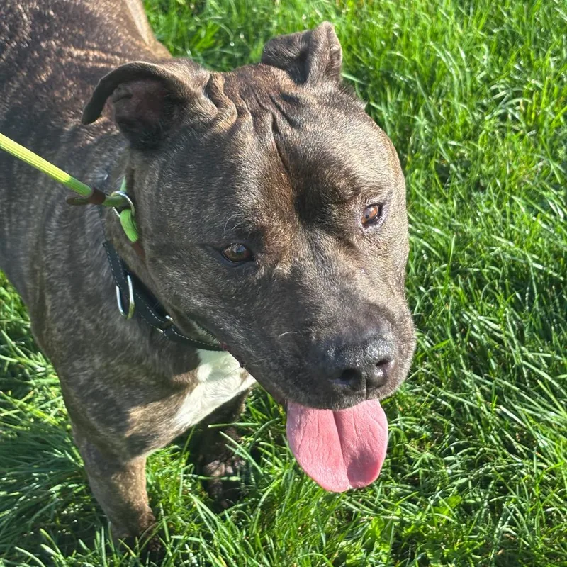An adult large-sized male Pit Bull Terrier dog named Leo for adoption in Easton, PA