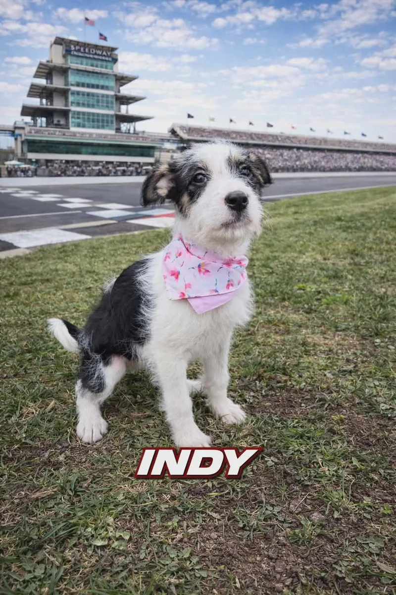 A baby large-sized female Staffordshire Bull Terrier dog named Indy for adoption in Oxford, MI