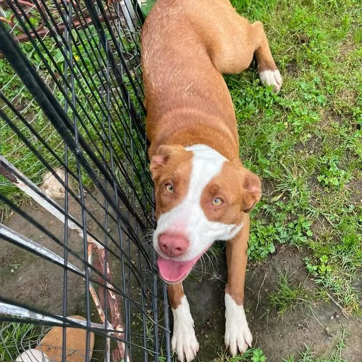 A young medium-sized female Pit Bull Terrier dog named Lucy for adoption in Okmulgee, OK