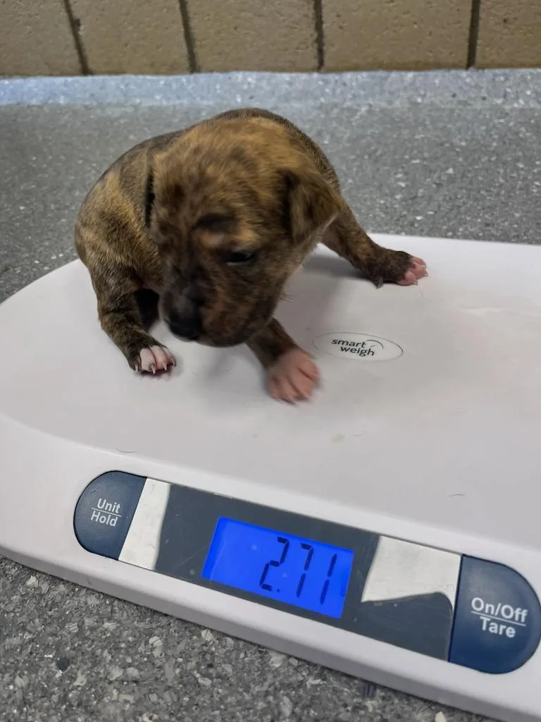 A baby small-sized male Pit Bull Terrier dog named Liam for adoption in Greenfield, IN