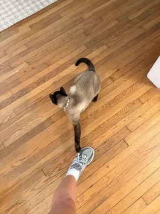 An adult medium-sized male Siamese cat named Bogey for adoption in Savannah, GA