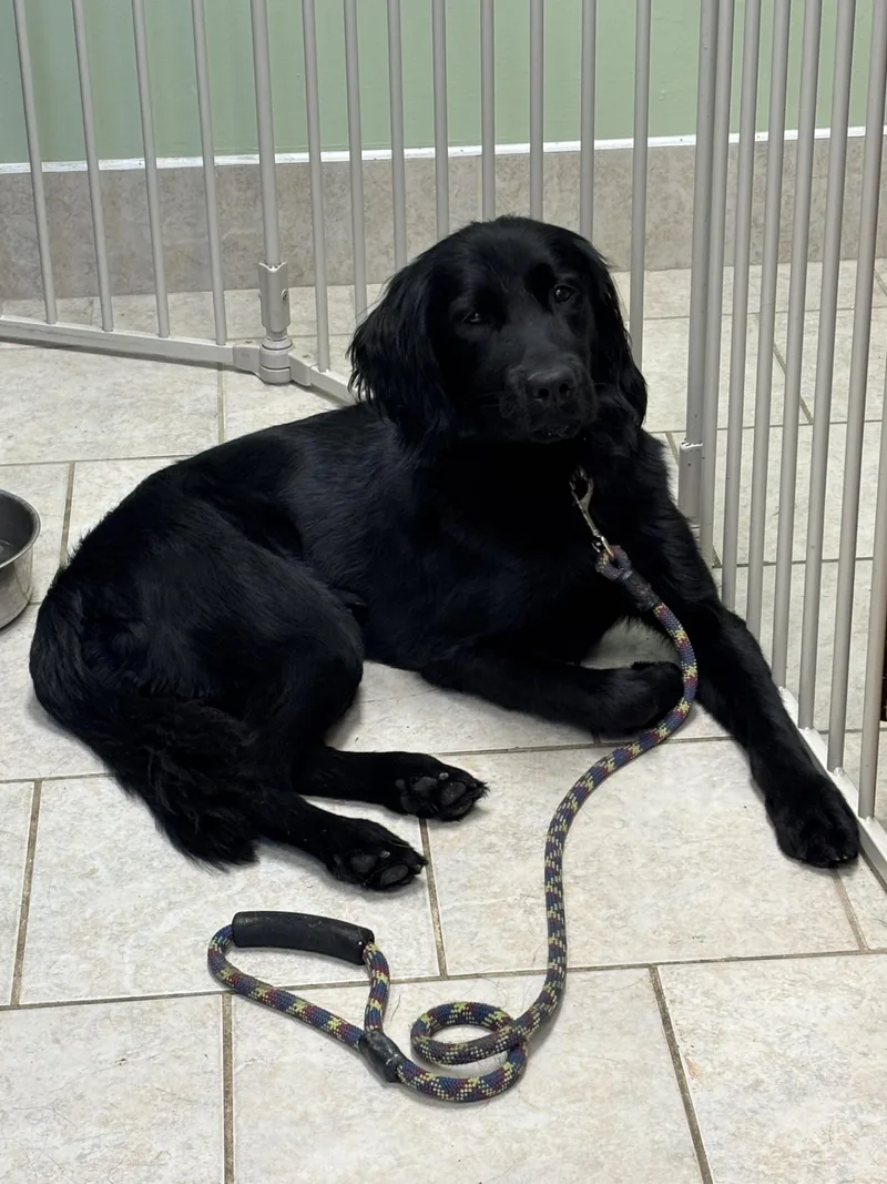 An adult medium-sized male Black Flat-Coated Retriever dog named Bluey for adoption in Vernon, NJ
