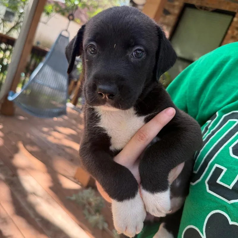 A baby small-sized female Black Pit Bull Terrier dog named Cobalt for adoption in Austin, TX