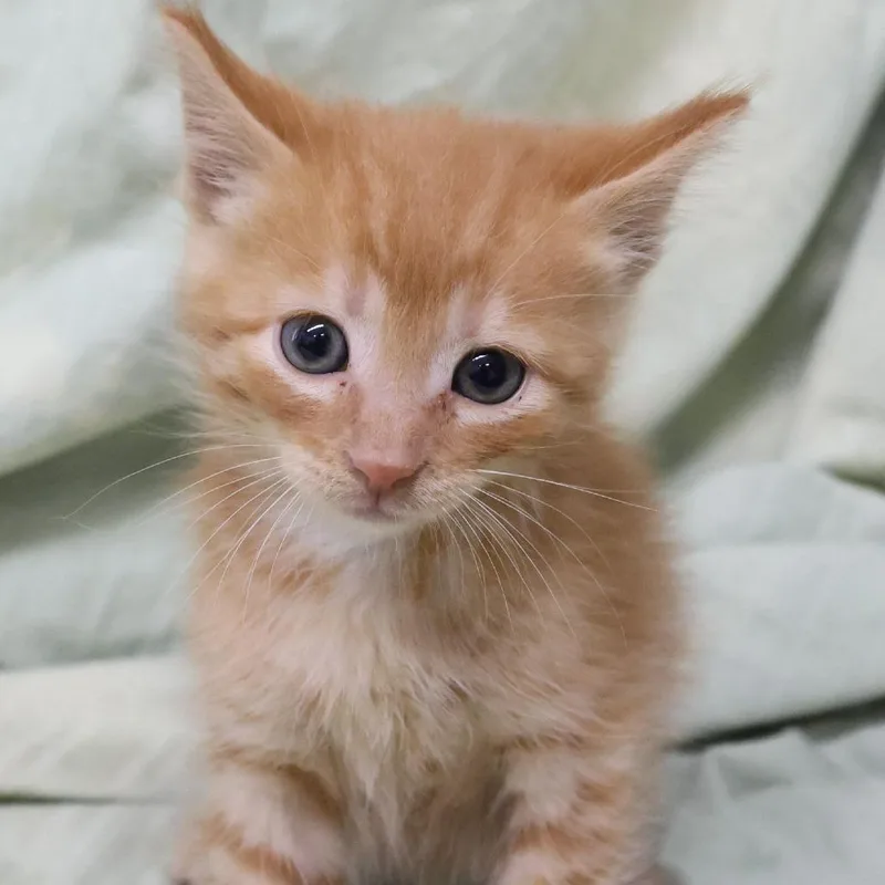 A baby small-sized male Orange / Red Domestic Short Hair cat named Minnow C for adoption in Princeton, MN