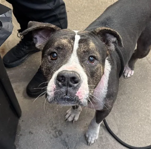 A young medium-sized male English Bulldog dog named Ezekiel for adoption in Tucson, AZ