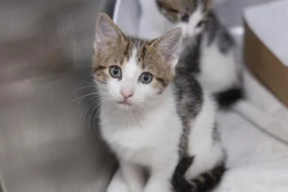 A young small-sized male Domestic Short Hair cat named B Yukon for adoption in North Charleston, SC