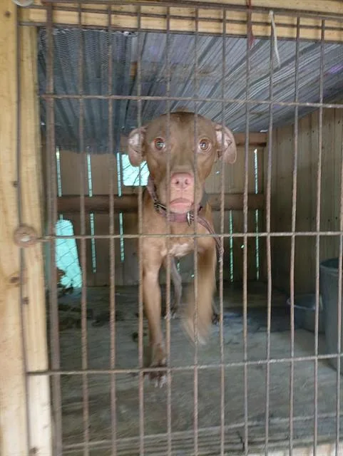 An adult medium-sized female American Staffordshire Terrier dog named Coco for adoption in Fort Lauderdale, FL