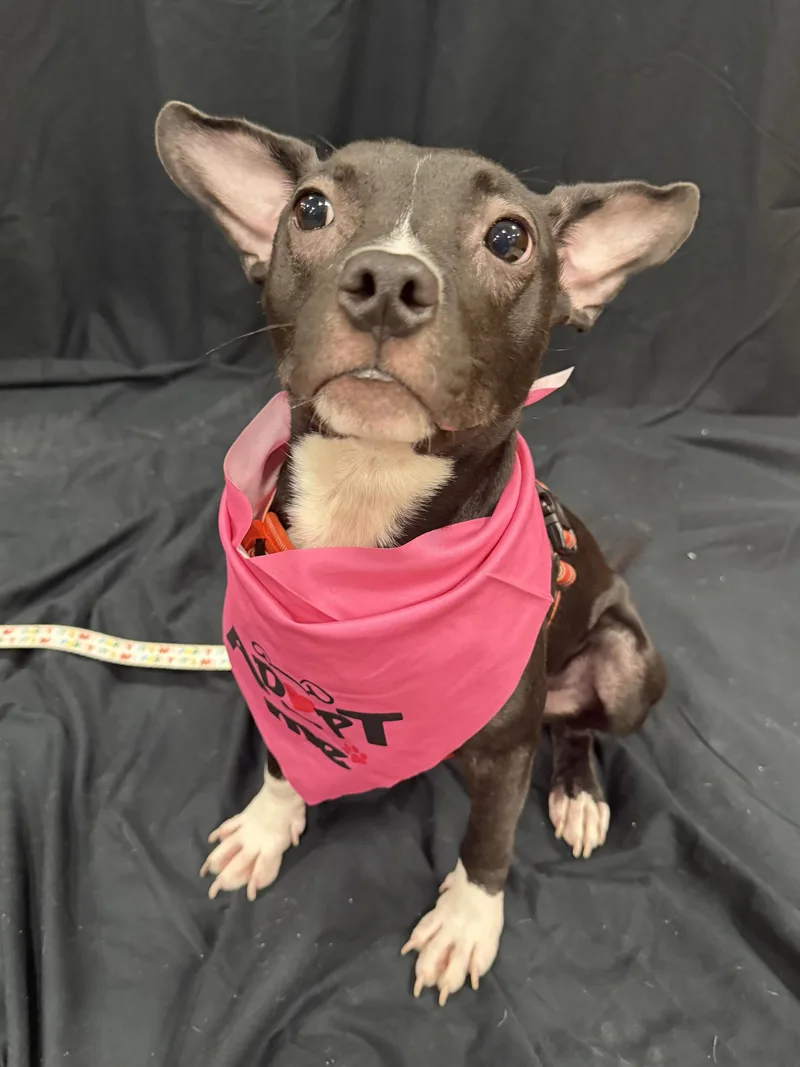 An adult small-sized female Boston Terrier dog named Marty for adoption in Winder, GA