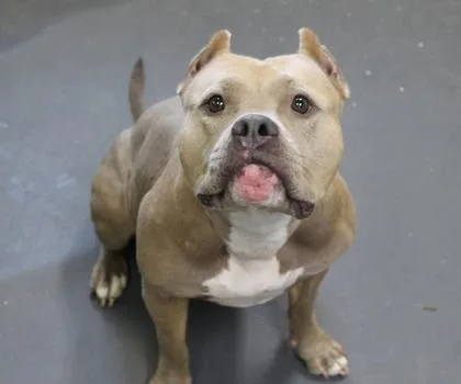 An adult medium-sized female American Bulldog dog named Gypsy for adoption in Picayune, MS