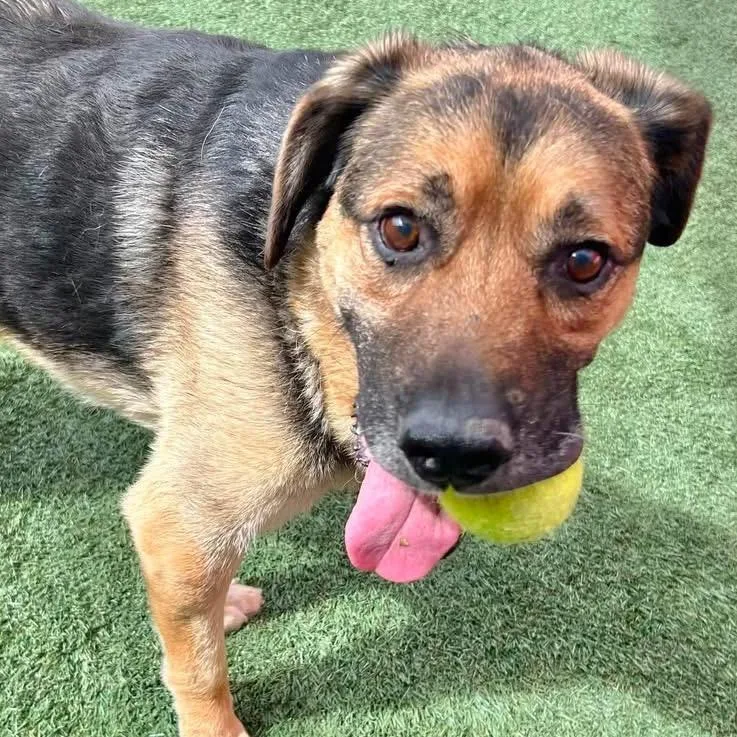 A senior large-sized male Brown / Chocolate German Shepherd Dog dog named Charlie for adoption in Pacific Grove, CA