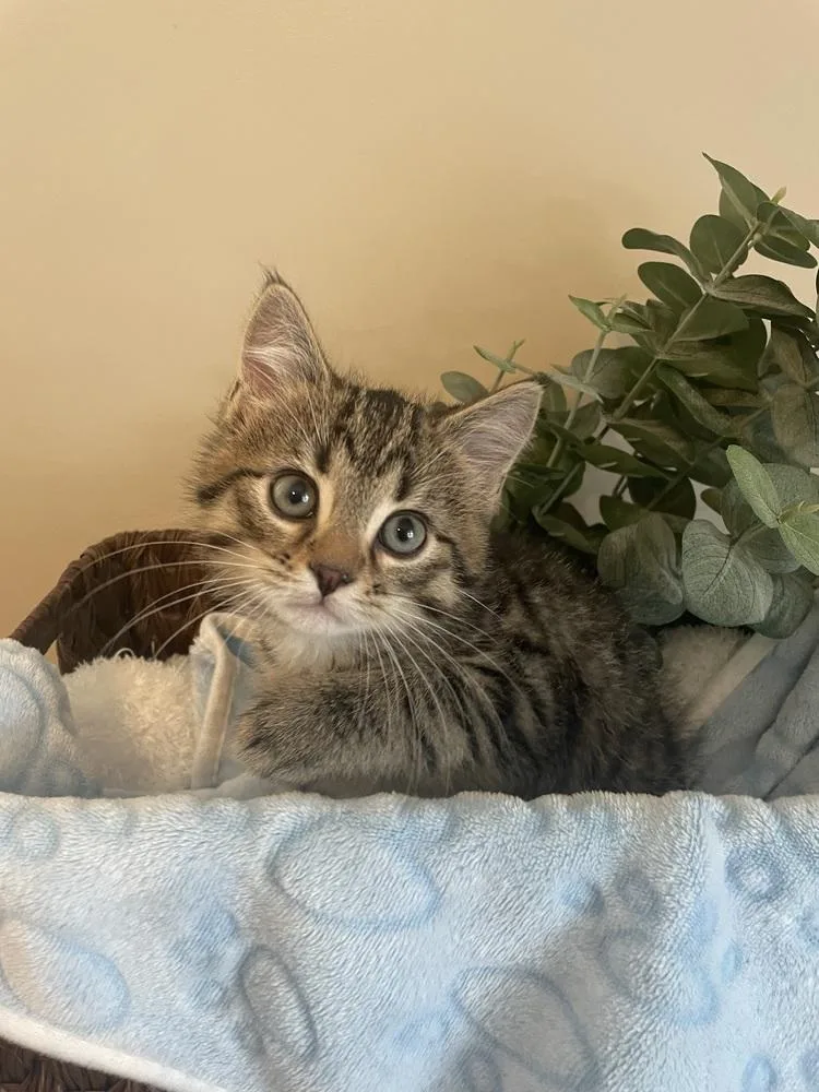 A baby small-sized male Brown / Chocolate Domestic Short Hair cat named Junior for adoption in Metamora, IL