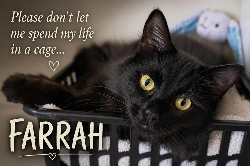 A young medium-sized female Black Domestic Medium Hair cat named Farrah: Dmhsn Food for adoption in Greenville, DE