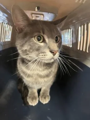 An adult medium-sized male Domestic Short Hair cat named Charlie Brown for adoption in West Chester, PA