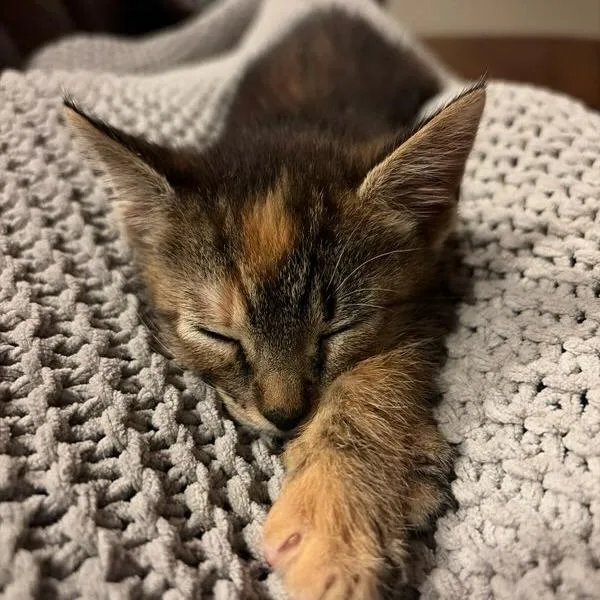 A baby small-sized female Brown / Chocolate Domestic Short Hair cat named Cerenia for adoption in Houston, TX