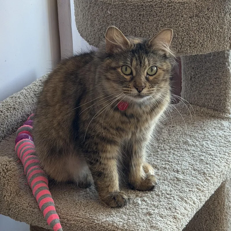 A baby small-sized female Maine Coon cat named Dorry for adoption in Williamsville, NY