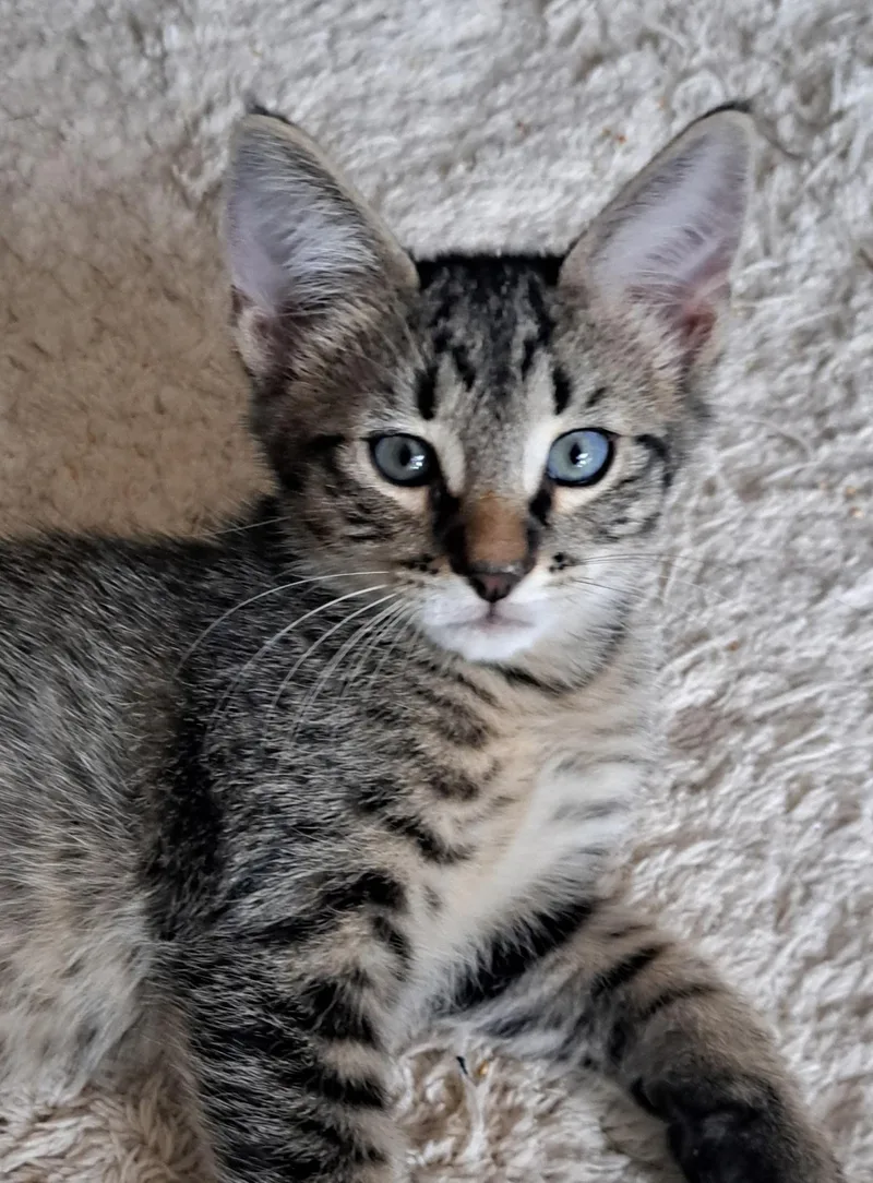 A young medium-sized male Domestic Short Hair cat named Loki for adoption in Pompano Beach, FL