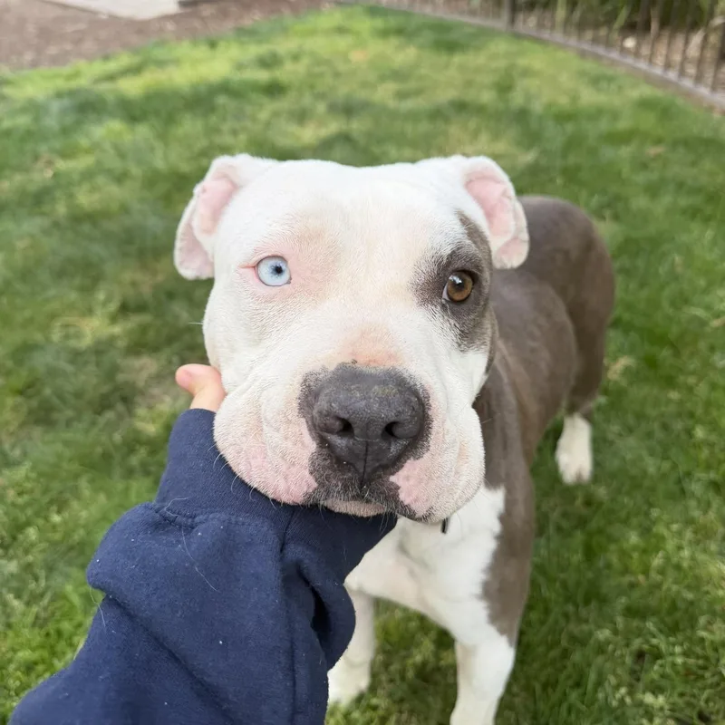 A young medium-sized female Pit Bull Terrier dog named Junie for adoption